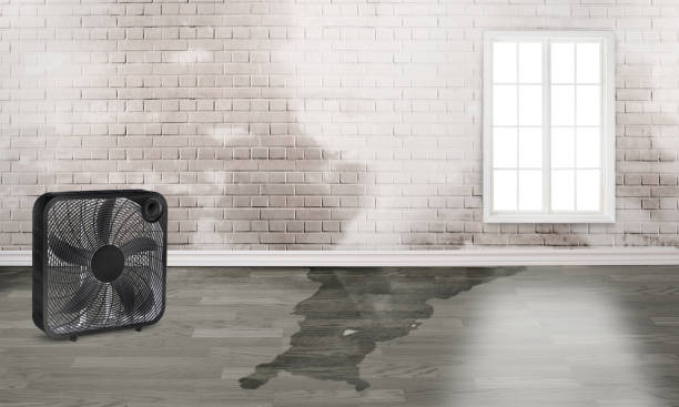 Best Basement water damage restoration  in Sunnyvale, TX
